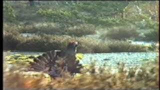 Hybrid mating a capercaillie female on a black grouse lek [upl. by Arhna]