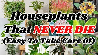 Top 20 EASIEST Plants To Look After THESE NEVER DIE [upl. by Gnirol79]