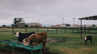 Waggoner Ranch Iconic Chunk of Texas for Sale at 725 Million [upl. by Lizabeth]