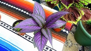 Incredible Color for Indoor Plants [upl. by Chrissy]