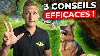 🎁 Comment Améliorer le RAPPEL de Ton Chien Facilement  3 CONSEILS EFFICACES et un BONUS… [upl. by Tram773]