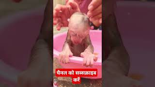 monkey babymonkey monkeyangkor baby cute animals comedyfilms monkeylove comedy [upl. by Oriel]