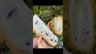 Benefits of rollinia fruits and some information furits facts vitamine fig youtubeshortvideo [upl. by Paviour]