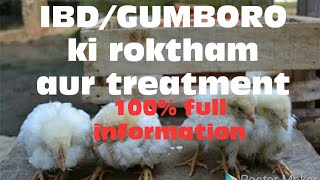 Ibdgumboro in poultry  ibdgumboro के लक्सण और ईलाज IbdGumboro treatment  Birna virus ka ilaaj [upl. by Assil]