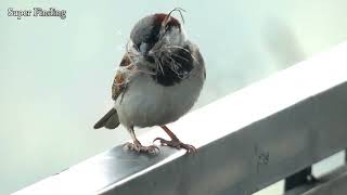 Sparrow Male Bird  Sparrow Bird  Sparrow Video  Male Sparrow [upl. by Ettennig]