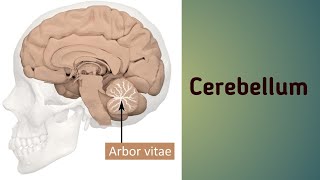 Cerebellum  neuroanatomy cerebellum structure functions afferentpathways efferentpathways [upl. by Llebpmac384]