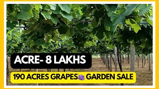 190 Acre 🍇grades 🍇 graden sale  Acre 8 lakhs kaladhungi district KA  sedam taluka [upl. by Lerad427]