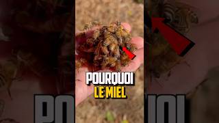 POURQUOI LES ABEILLES FONT DU MIEL [upl. by Melcher706]