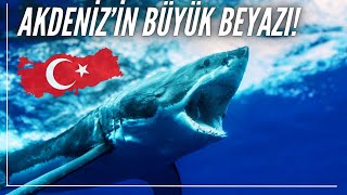 Akdenizde dev büyük beyaz köpekbalığı [upl. by Isaiah33]