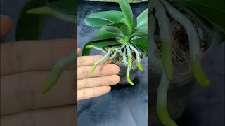 Use aloe vera to make orchids grow roots plants short [upl. by Nnagrom]