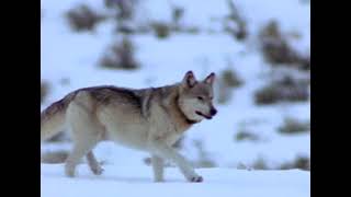 Documentaire La Revanche des Loups National Geographic [upl. by Ysdnil23]