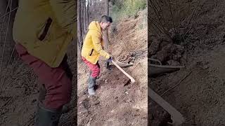 Gastrodia elata digging process [upl. by Oeram]