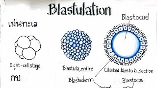 Blastulation G4 [upl. by Malvia407]