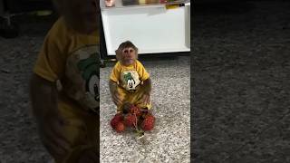 Chalak bandar 😯😳  manki monkey funny babymonkey cute shorts shortsfeed [upl. by Koenraad271]