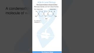 Monosaccharides amp Disaccharides  ALevel Biology Quick Revision [upl. by Adnot]