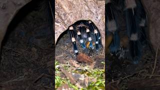 Acanthoscurria Geniculata Fütterung 😋🪱  spider tarantula birdeater feeding tarantulafeeding [upl. by Anaeel]