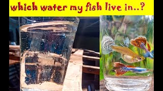 My guppies live in chlorine water   Easy to remove chlorine water Tamil  Price of KK [upl. by Azalea924]