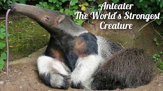 The Amazing Anteater A Fascinating Animal with a Unique Tongue [upl. by Llirret770]