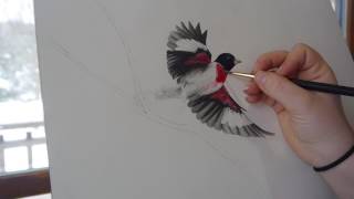 RoseBreasted Grosbeak Watercolor PaintingKimberly Nicolle [upl. by Akere]