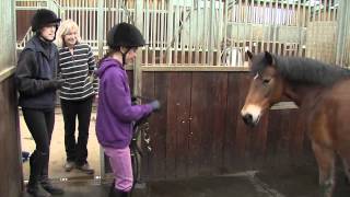 How rehoming a rescue horse is both simple and rewarding [upl. by Kliment]