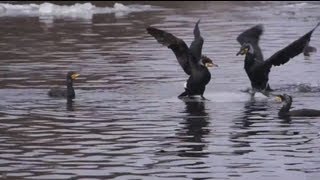 cormorant on ice very funny video  the cormorant tries to defend his territory but Ani Male [upl. by Itaws323]