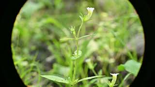 Gratiola neglecta Clammy Hedgehyssop [upl. by Eimam]