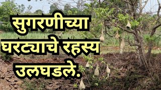 Nature documentary Bird videos सुगरण पक्ष्यांची चमत्कारिक गोष्ट Life in jungle Marathi discovery [upl. by Meelak]