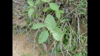 Botanicals from Pankaj Oudhias Medicinal Plant Database Drought Stress Mitigation in Bacopa [upl. by Myrwyn]