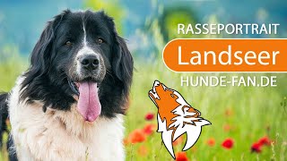 ► Landseer 2019 Rasse Aussehen amp Charakter [upl. by Lorak]