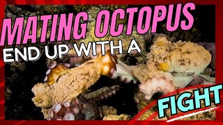 Mating octopuses end up with a fight [upl. by Liebermann]