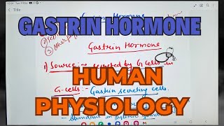 Gastrin Hormone Human Physiology [upl. by Ranite]