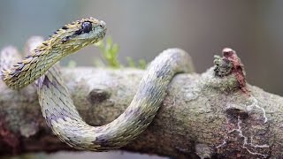 Snakes of Uganda East Africa  serpents Ouganda afrique de lEst  atheris 2017 [upl. by Yro]