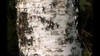 Betula pendula  silver birch [upl. by Holder609]