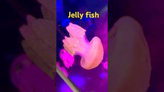 Jelly fish  shorts viralvideo trending subscribe [upl. by Goldi]