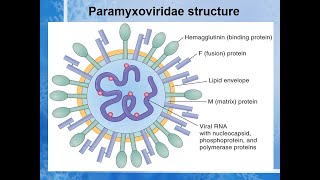 paramyxovirus A to Z Lecturevirus paramyxo [upl. by Blynn982]