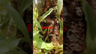 Epiphyte plant plants [upl. by Bertilla293]