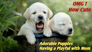 Adorable Newborn Puppies Having a Playful with Mom 🌹🐕🌹  Baby Dog Puppy barking Dog Sound [upl. by Wane951]