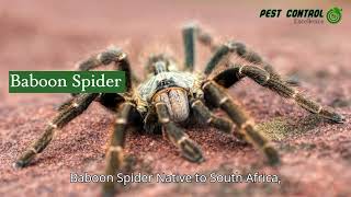 Commonly found Spiders in the Garden Route  Brought to you by Pest Control Excellence🕷️ [upl. by Barnet]