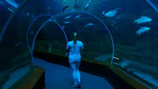 Poema Del Mar Aquarium Experience From Beach To Deep Sea 4K  Gran Canaria [upl. by Adilen]