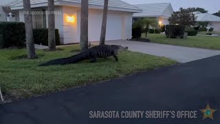 Large alligator saunters through Florida neighborhood [upl. by Springer]