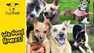 Our Dogs of the Week Pt 1  Can You Give Them a Home  Dogs Trust [upl. by Aylsworth786]