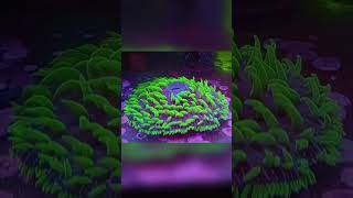 Fungia Plate CORAL Feeding reeflife [upl. by Jeritah]