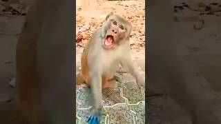 Monkey vs Parrot Talking Fight🥵😱 🫢 viralvideo parrot talkingparrot monkey youtubeshorts [upl. by Cirdec]