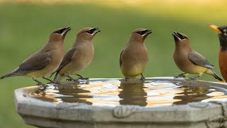 Cedar Waxwing birdbath [upl. by Aneeuqal]