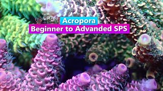 Acropra  Beginner to Advanced SPS [upl. by Zsa Zsa]