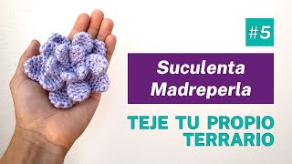 Aprende a tejer una Suculenta Madreperla  Tutorial terrario Nortejiendo [upl. by Nivra]