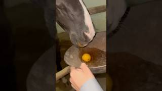 I’m Lover But a Horse Lover shortvideo shortsfeed shorts habibi equine [upl. by Veleda202]