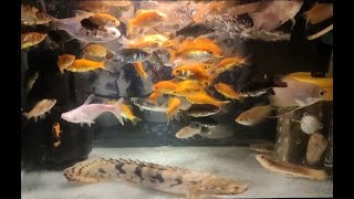 Feeding the Feeder Fish for Endlicheri Albino Oscar Tinfoil Barb Albino Giant Gourami [upl. by Yrffej]