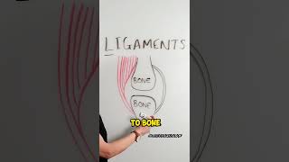 Quick Trick to Remember Ligaments vs Tendons shorts [upl. by Hoseia]