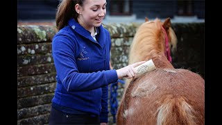 SleekEZ shedding tool  Sleekez used on horses [upl. by Luhey]